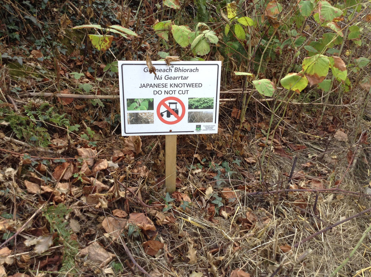 Roadside Hedgecutting can cause the rapid spread of Knotweed