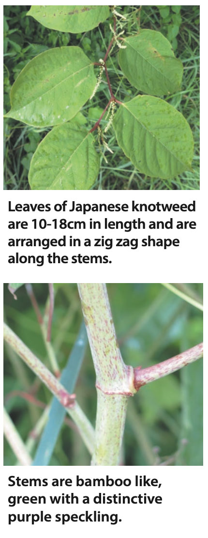How to recognise Japanese Knotweed