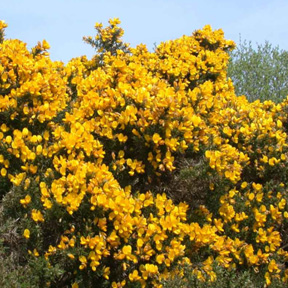 Gorse