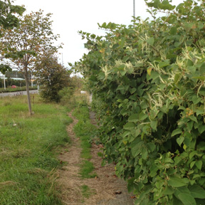 Knotweed